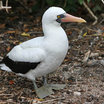 Nazca Booby